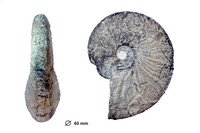 Plesiospitidiscus subdifficilis